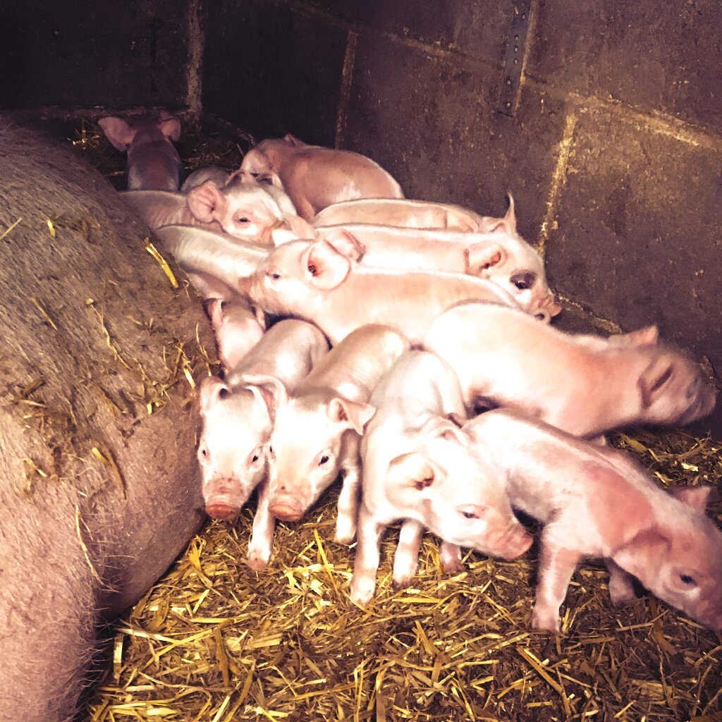 GodstoneFarmUK's tweet photo. Too cute for words! #piglets #gfarm #hoursold #familydayout https://t.co/xic2q0ywbN
