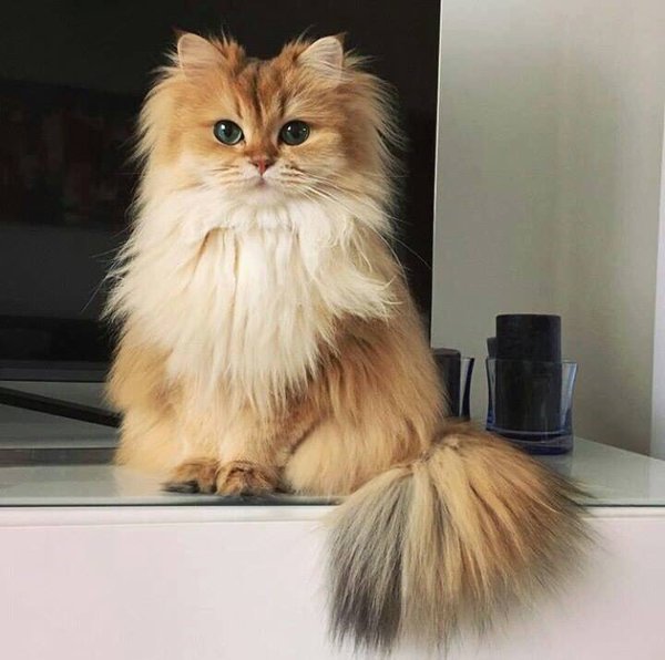 weforcase's tweet image. this cat is prettier than me😍😍