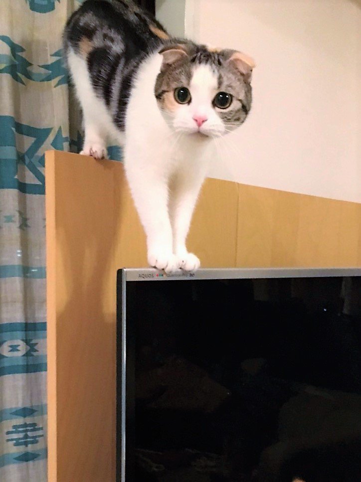 ilbo_taro's tweet photo. 「あっ😮」って顔・・・そこは登っちゃや～よ(-_-;)
 #ilbo #ねこ #スコティッシュフォールド #お留守番 https://t.co/CtO8cP5qkk