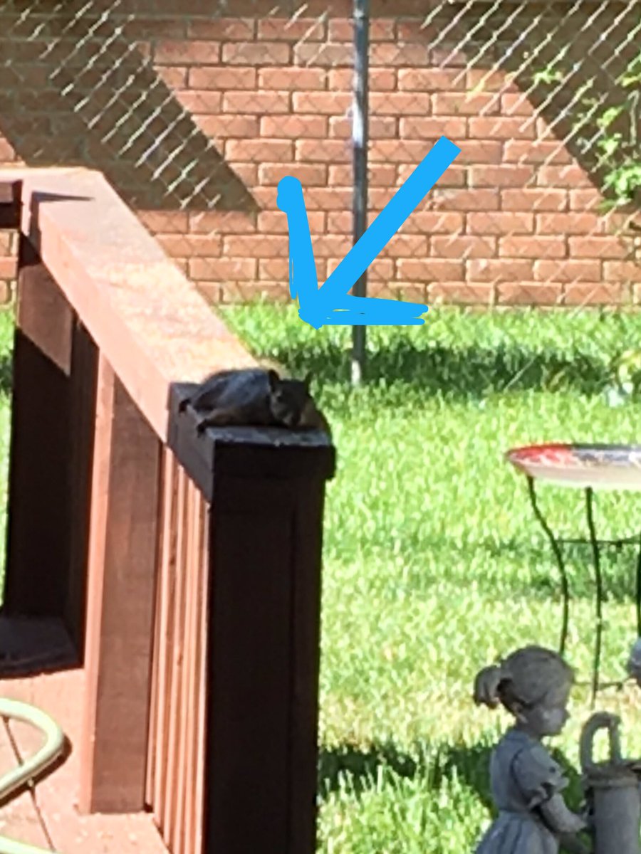 Funny little guy. #squirrel #backyard frien