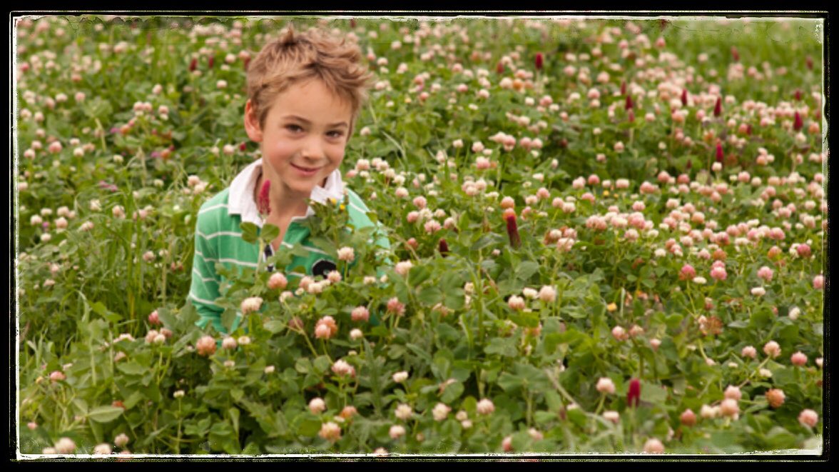 GorstRural's tweet photo. Get onto weeds early - the clover sward will reward you!!
#clover #noweedshere #pasture https://t.co/tCZSZuLHa8