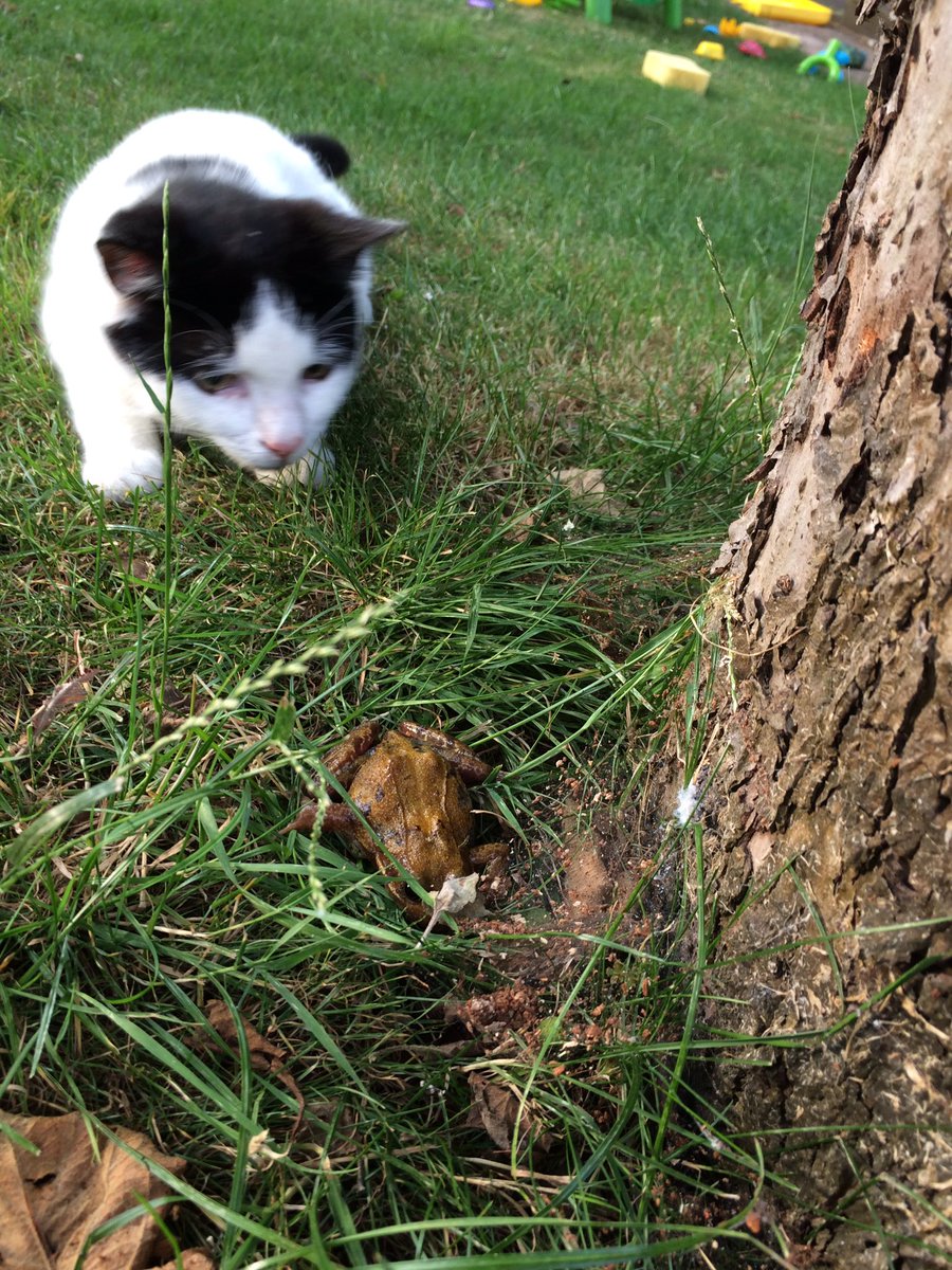 tauna_shields's tweet photo. @Poundland Splat is half a curious duo #curiouswhiskas https://t.co/xgWZWTKGGL