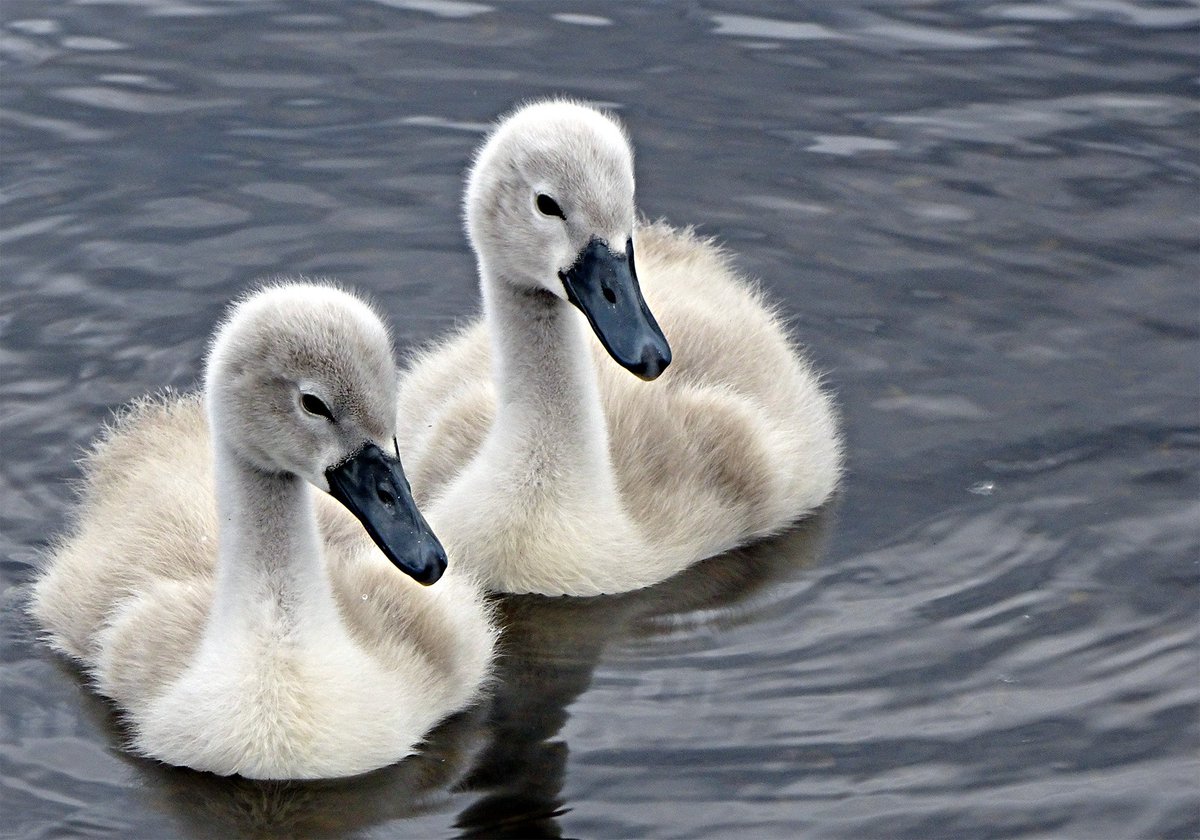 MostlyGeese's tweet photo. #NewIslingtonMarina cygnets growing fast and doing wonderfully 😀#mancmade #Manchester https://t.co/X9111NgRbA