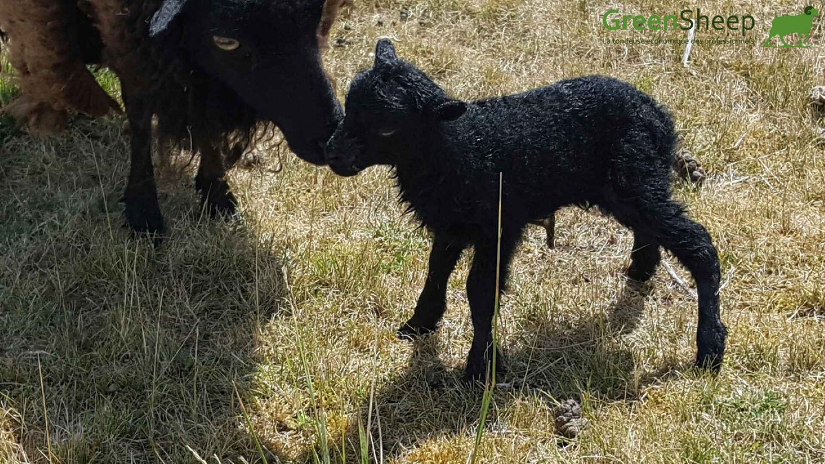 Voici un nouveau petit compagnon de gazon qui ne manqueras pas d'attirer l'attention ! greensheep.fr  #environnement #ecopaturage