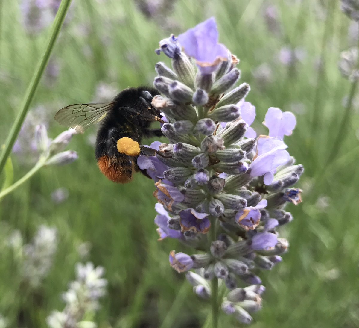 pv4ulytham's tweet photo. It's judging day @NWIBofficial Well done @Lytham_in_Bloom volunteers for your hard work. It looks fantastic! See you all @pv4ulytham soon https://t.co/RN5m6joR9m
