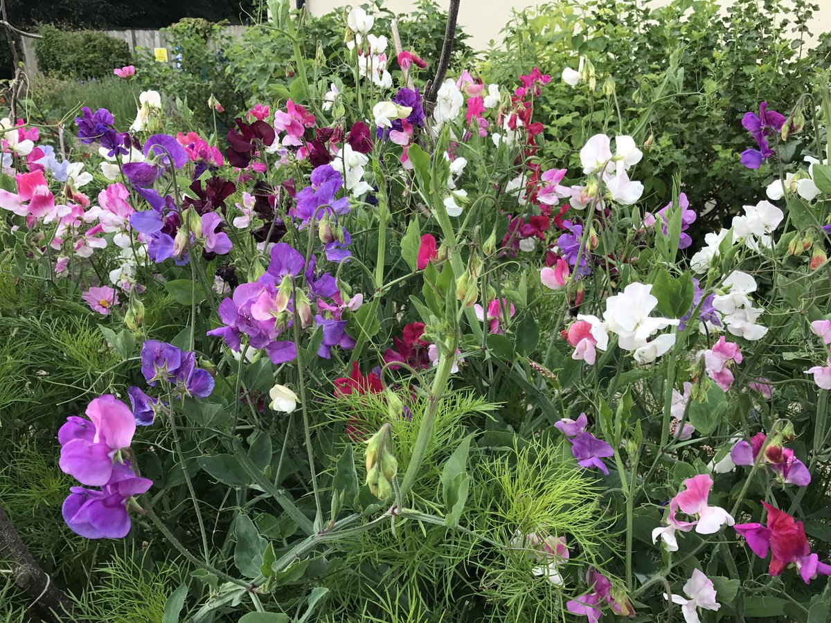 pv4ulytham's tweet photo. It's judging day @NWIBofficial Well done @Lytham_in_Bloom volunteers for your hard work. It looks fantastic! See you all @pv4ulytham soon https://t.co/RN5m6joR9m