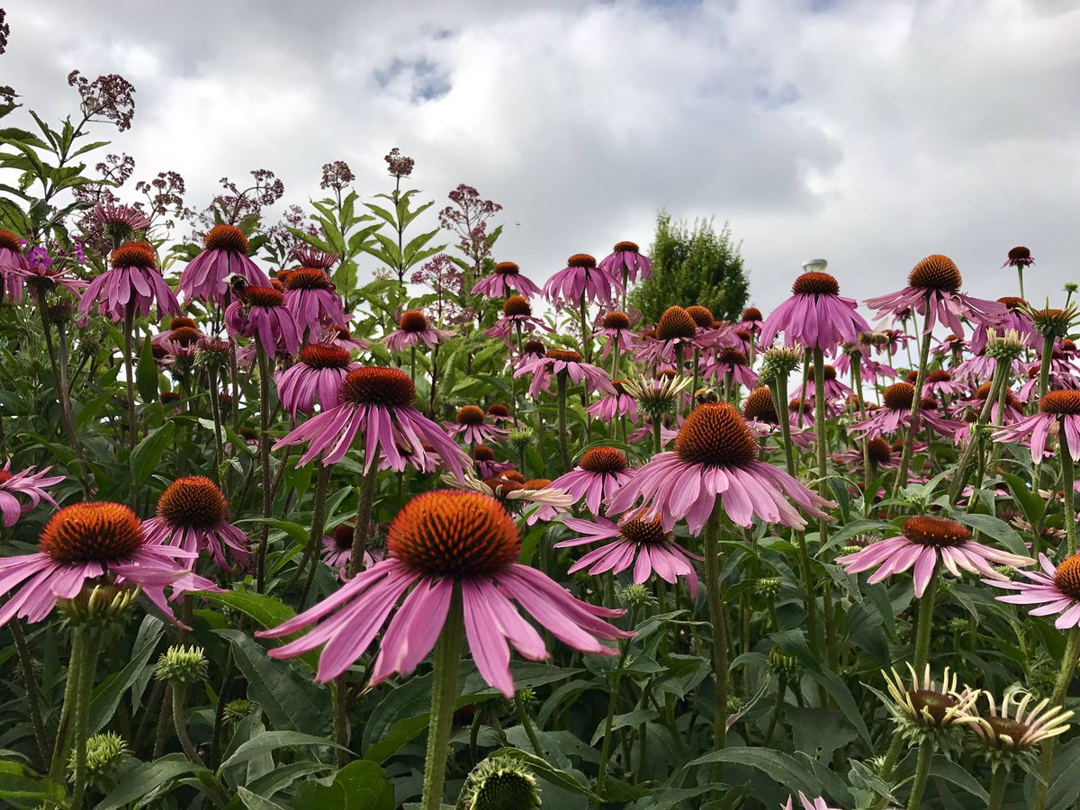 pv4ulytham's tweet photo. It's judging day @NWIBofficial Well done @Lytham_in_Bloom volunteers for your hard work. It looks fantastic! See you all @pv4ulytham soon https://t.co/RN5m6joR9m