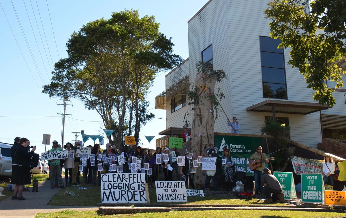 CloudsCreek's tweet photo. Save NENSW koala #forests End #ForestCorp(se) crimes!
https://t.co/Mc7R0KyXFs
#forests4ever @gabrielleupton logging kills #koalapark #GKNP https://t.co/bgJ7cfOwnU