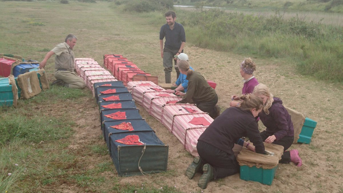 btorobrob's tweet photo. Success! Read about #wader #migration which #WWRG #BirdRinging helps understand at https://t.co/1TzXVRWqC7 #shorebird #ornithology #citsci https://t.co/arLWekvCIn