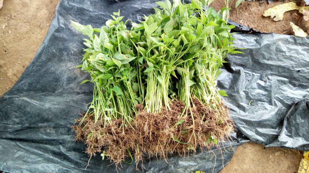 thriveagric's tweet photo. Good morning from Benue, Farmer Zakki about transplanting pepper on one of of our farms there. #thriveagric #thrivecommunities https://t.co/JOQDoaej0P