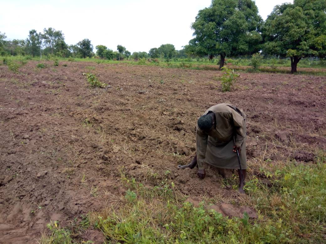 thriveagric's tweet photo. Good morning from Benue, Farmer Zakki about transplanting pepper on one of of our farms there. #thriveagric #thrivecommunities https://t.co/JOQDoaej0P