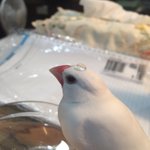 驚異の撥水力w文鳥の上の水滴がまったく吸収されていないw