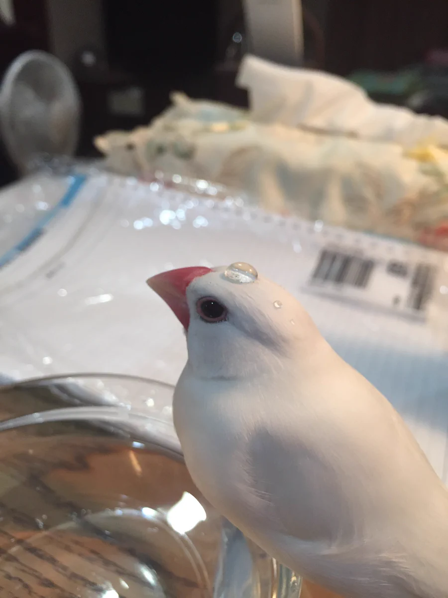 驚異の撥水力ww文鳥の上の水滴がまったく吸収されていないww