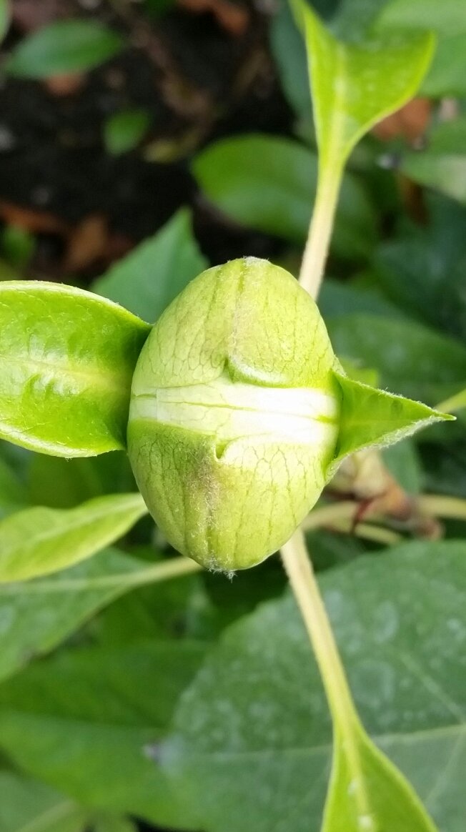 rickbabylon's tweet photo. Hydrangea seemanii's flower buds are a masterpiece in themselves. Evergreen, shade tolerant &amp; self clinging. What's not to love. https://t.co/RI0l2YvZ7W