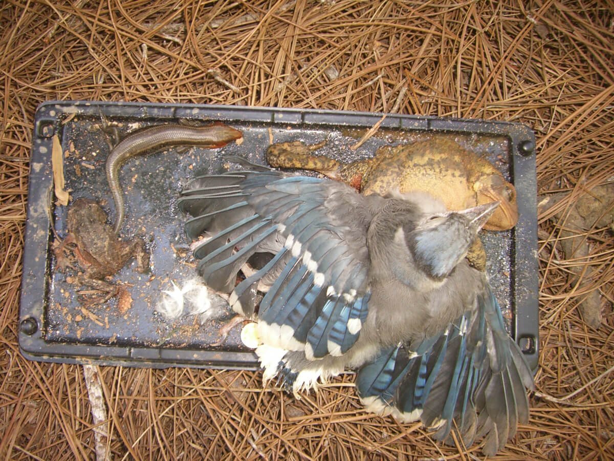 Rosskites's tweet photo. NEW PETITION! Please RT/Sign Help us to ban sale and use of horrendous indiscriminate glue traps in Scotland! https://t.co/tHe7LPiVjZ https://t.co/S9Rv73zSrO