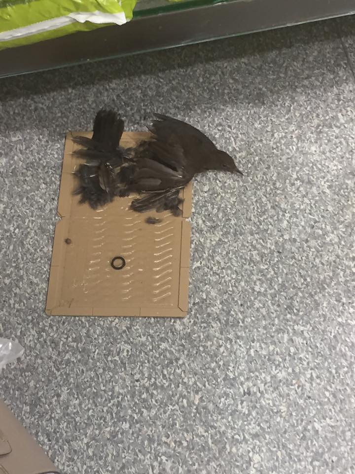 NEW PETITION! Please RT/Sign Help us to ban sale and use of horrendous indiscriminate glue traps in Scotland! parliament.scot/GettingInvolve…