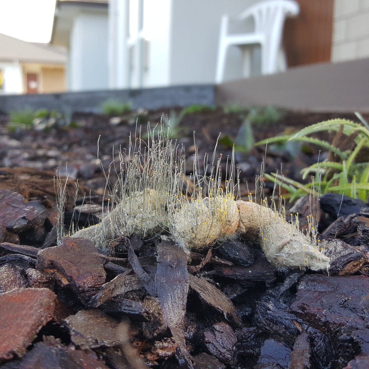 efoster_nz's tweet photo. #hello #mr or #mrs #cat #lovers
What on #earth has this #feline been #eating ?
#northscape #landscaped #space was the #landingstrip https://t.co/9Q0Xg0jUXV