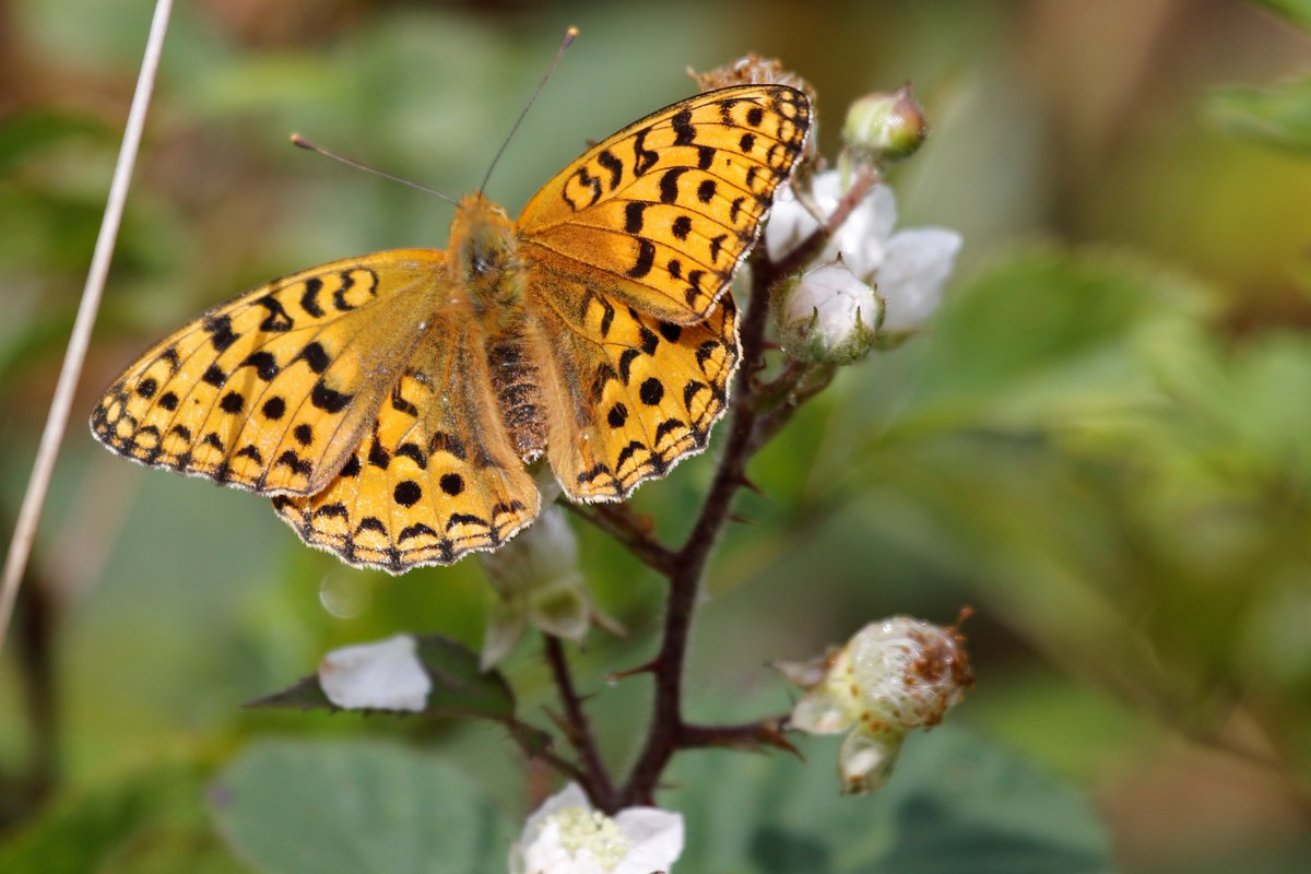 Daniel Bound tweet media