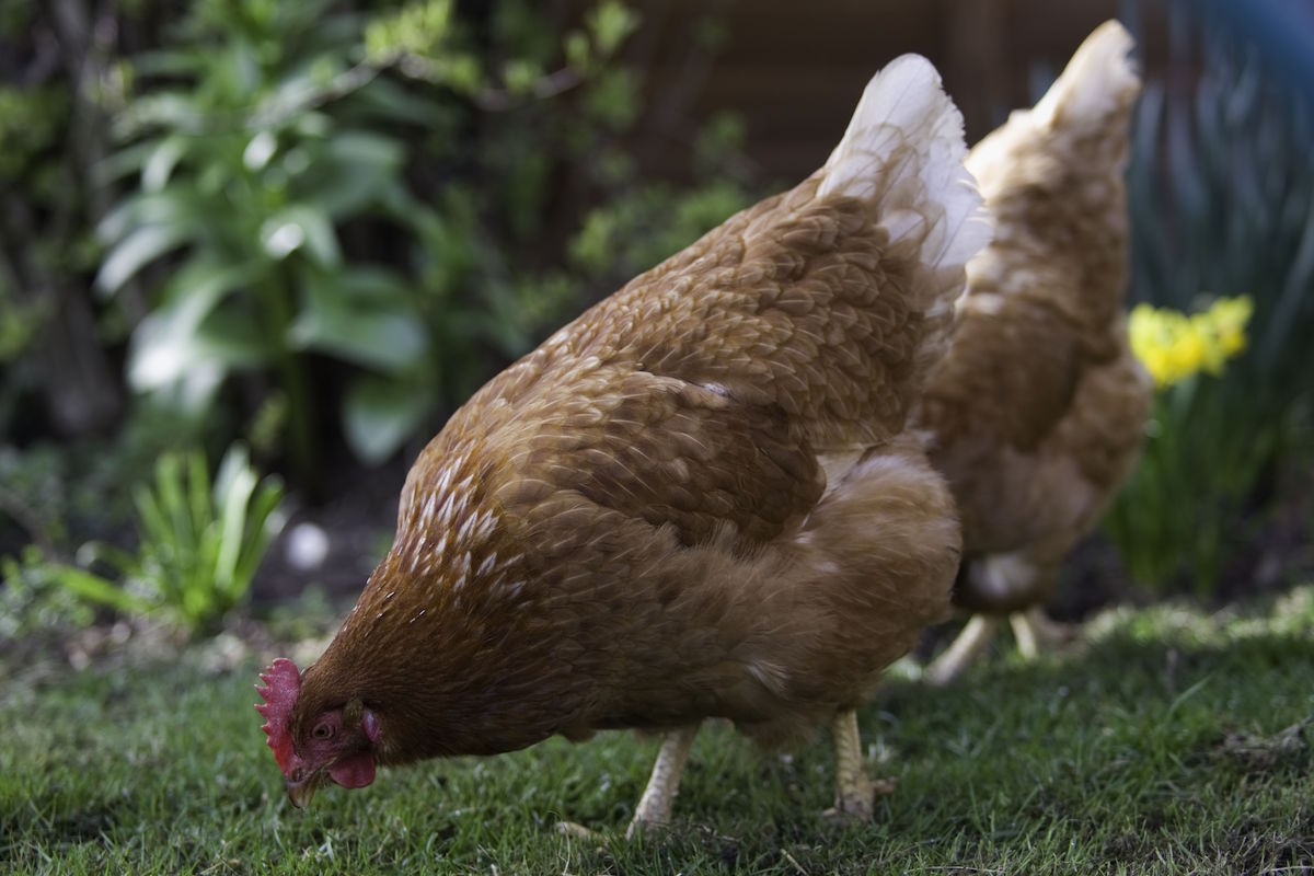 SmallAperture's tweet photo. Chicken Madras went to free range the skies from my arms a little before 09:00 this morning. She was the grumpiest, happiest hen. #exbat https://t.co/f4IlupDz5N