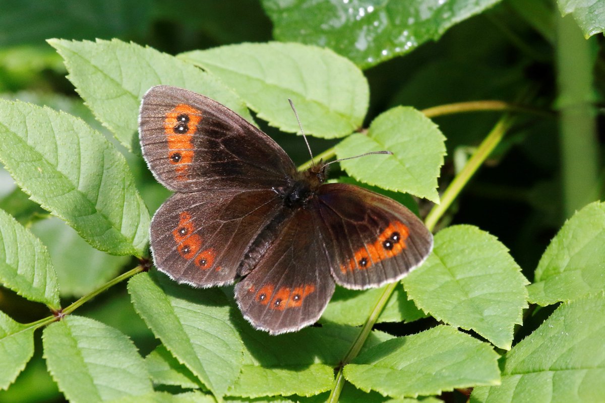 Daniel Bound tweet media