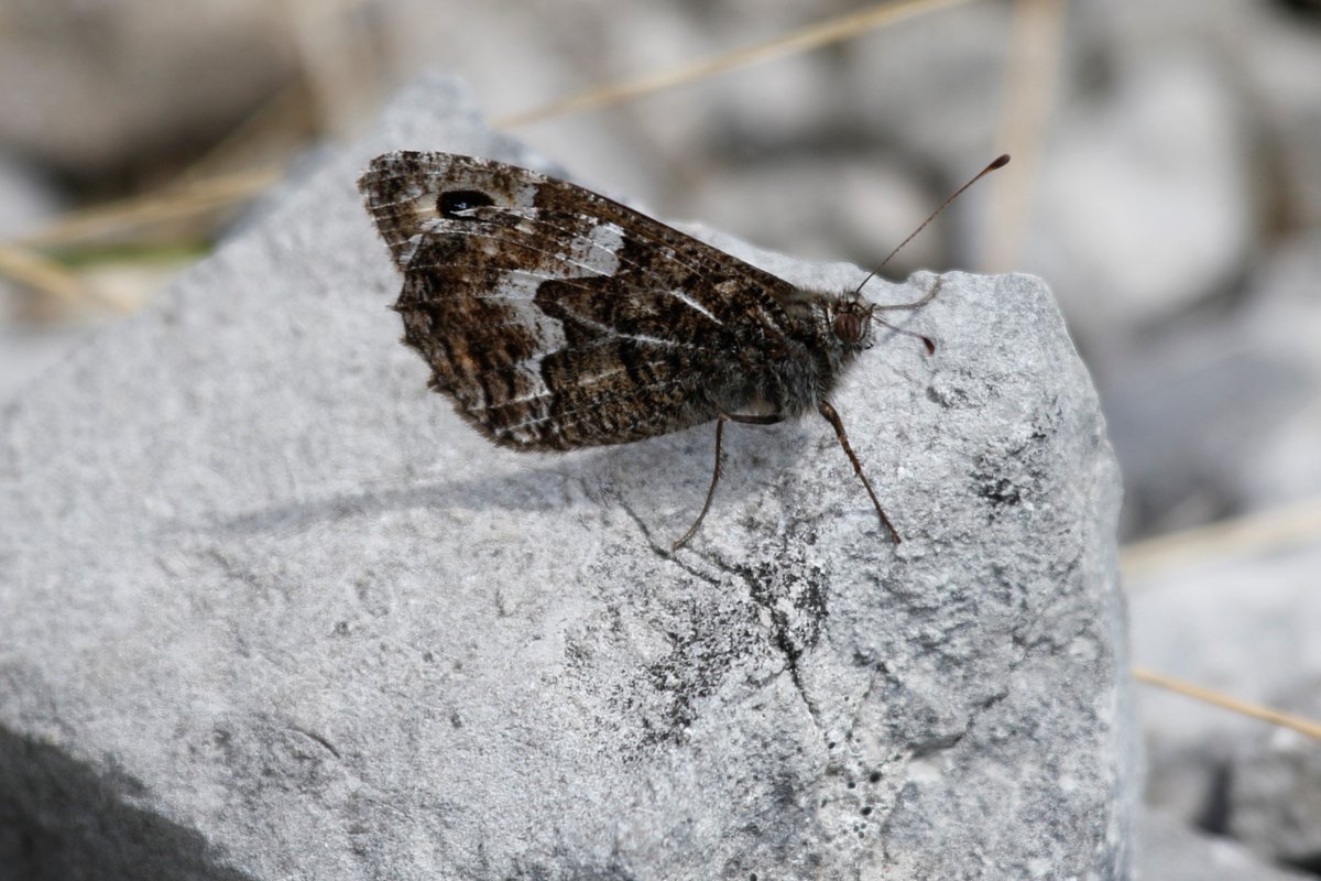 Daniel Bound tweet media