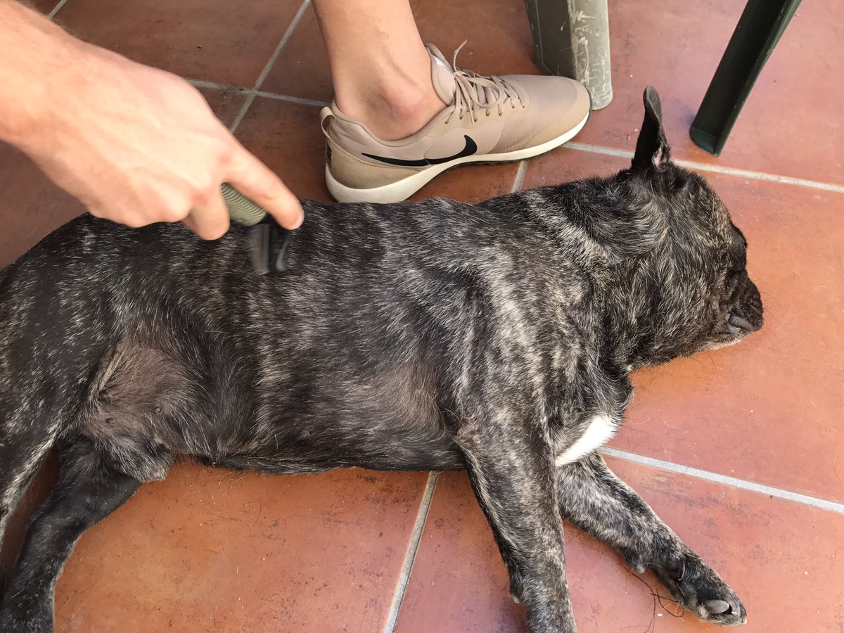 HolaSoySucre's tweet photo. Cuando mi papá me mima, cepilla y hace cosquillitas #caigorendido #comounrey #ymejor ❤️ https://t.co/iwA2ipjvCG