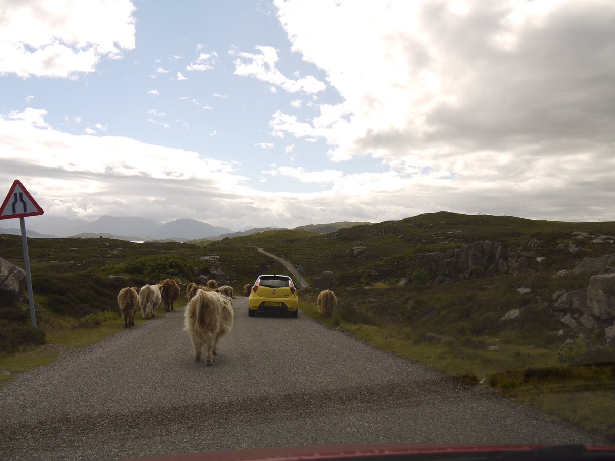 ReView_Mirrors's tweet photo. Turns out rush hour on the #NorthCoast500 is a bit different... #moooooove https://t.co/n2Fy25FiNU