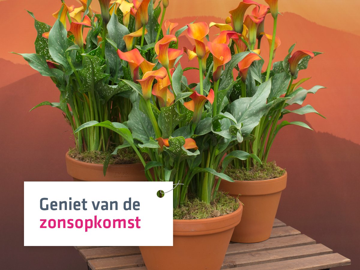 Wereldse planten: Morning Sun Zantedeschia - Volksnaam: Calla. Volgens de mythen dronken de Griekse goden uit de kelk van deze bloem.