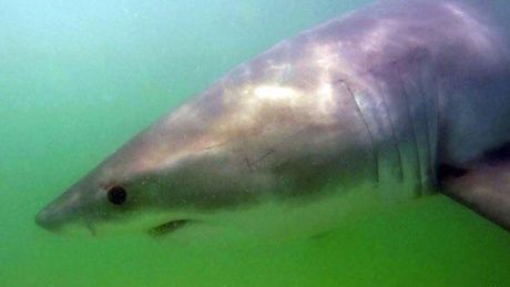 CBCNS's tweet photo. Pumpkin the great white shark feasting in Nova Scotia's Minas Basin https://t.co/mVFnrDwJyU https://t.co/a6EI4K0ISw