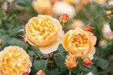 FlexiPodz's tweet photo. Are you trend conscious? Yellow, apricots and oranges are in this year #gardentrend
https://t.co/NTWjlD7RfP https://t.co/1B27LZhH4l