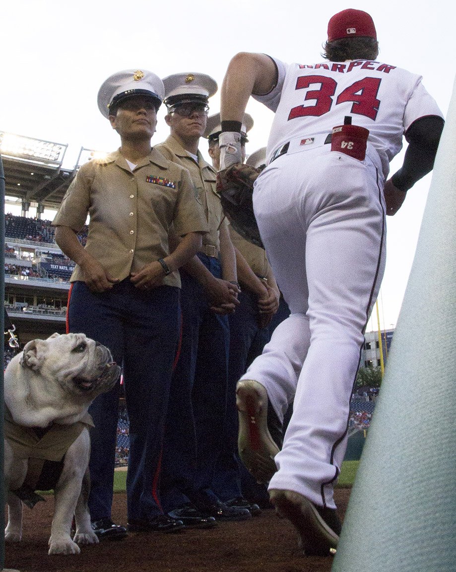 starsandstripes's tweet photo. US Marines and their mascot, Chesty XIV, watch as Washington Nationals outfielder Bryce Harper takes the field last night. https://t.co/RZFYoMoCVa