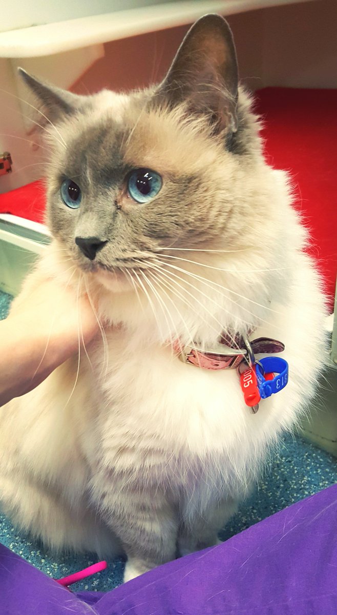 TheCatFanatics's tweet photo. Orea, finally still long enough for a photo! 😍🐱 #ragdoll #catsofperth #catsoftwitter #imacatfanatic https://t.co/Ly5xocn74Y