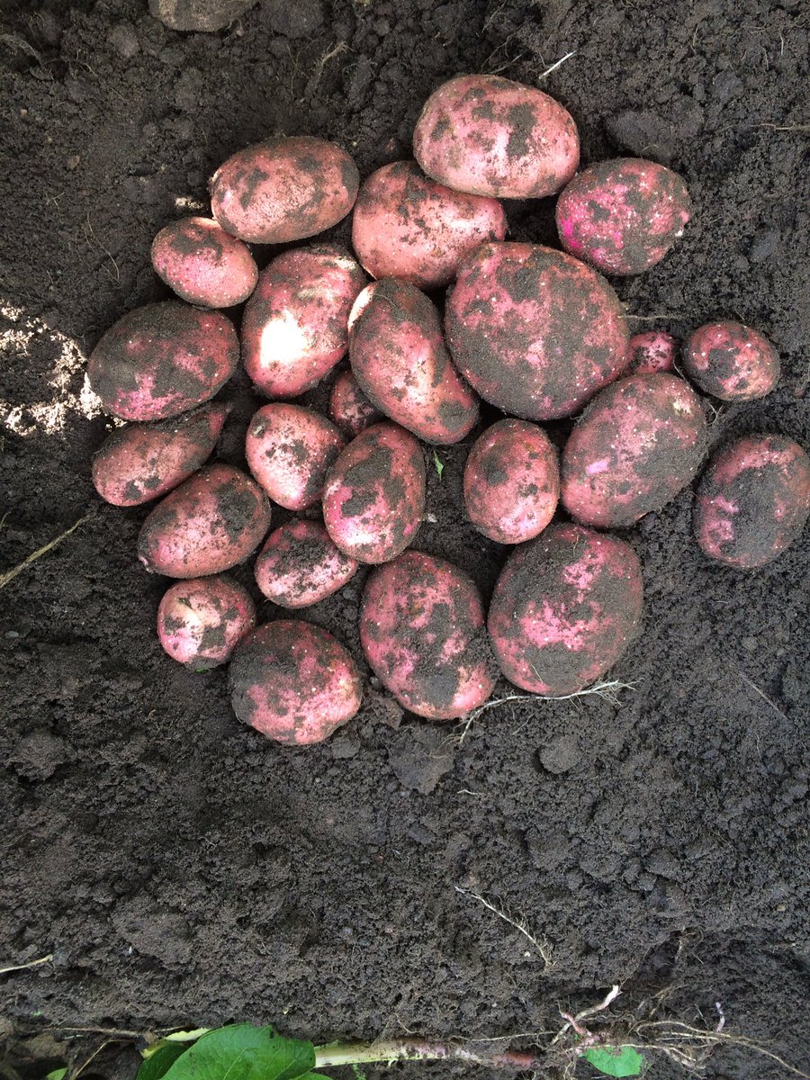 jurgensiebring's tweet photo. Prachtige Monte Carlo aardappelen #blijeboer https://t.co/OhRvKFsltc