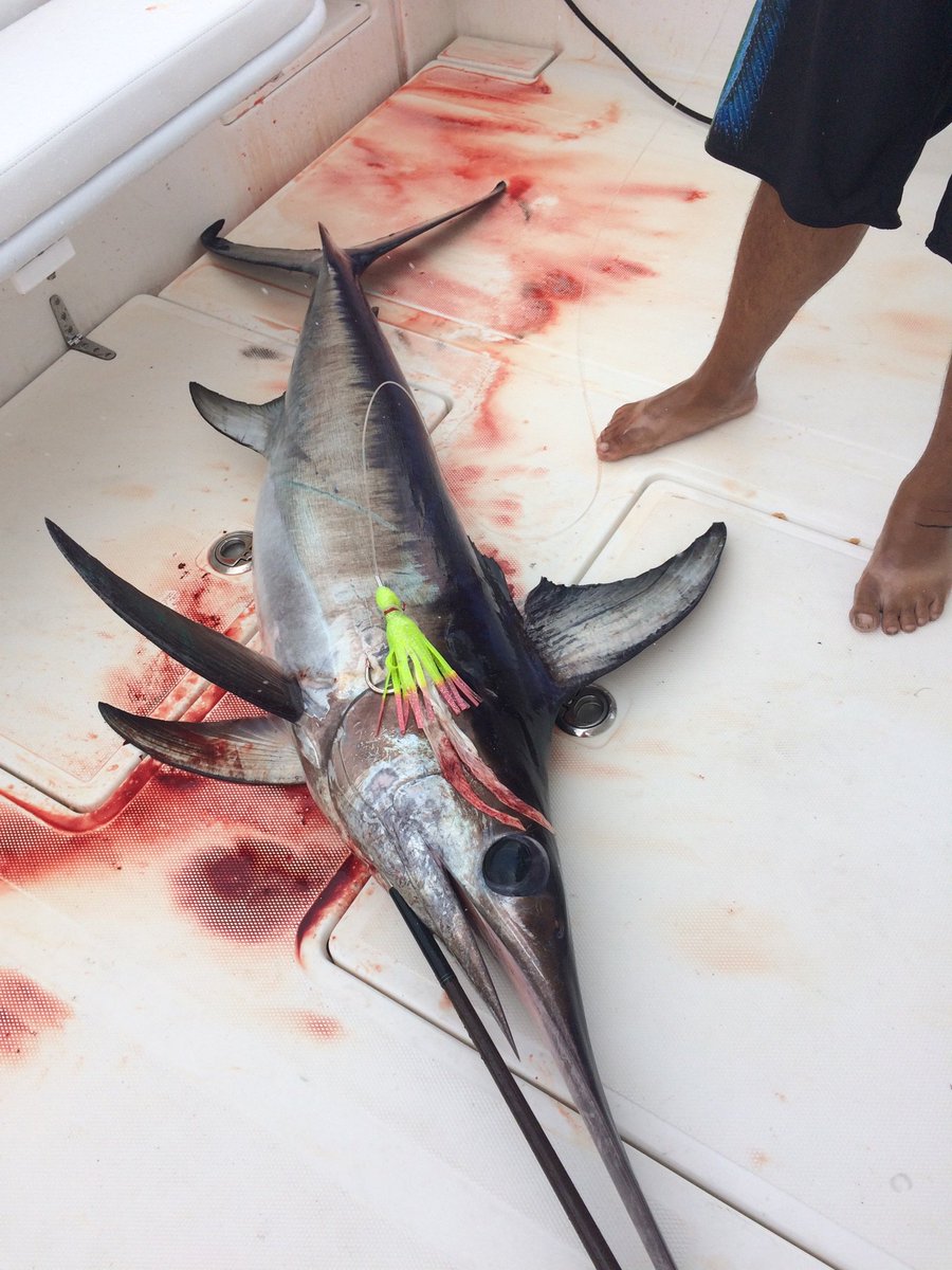 NewLatt Sportfishing tweet media