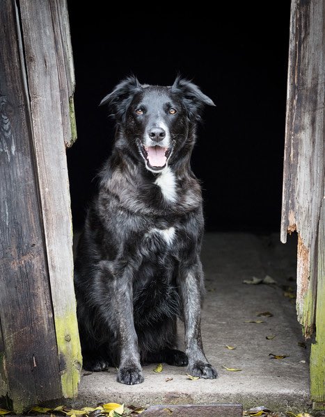 YummyHound's tweet photo. We have a handsome new face named Scruffy &amp; he is a mixed breed which we love to see ❤️
Can you guess what two popular breeds this dog is❓❓ https://t.co/ffGIDlnsvW