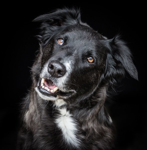 YummyHound's tweet photo. We have a handsome new face named Scruffy &amp; he is a mixed breed which we love to see ❤️
Can you guess what two popular breeds this dog is❓❓ https://t.co/ffGIDlnsvW