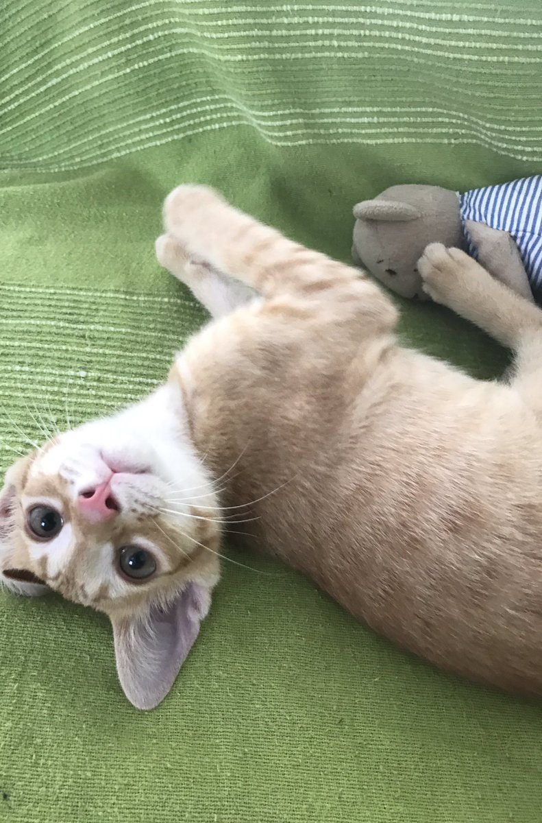 jjcava's tweet photo. #cosasbuenas como llegar a casa al salir de @HawkersCo y que te reciba esta carita 😻 @CiviClub https://t.co/dhSOQ96fsl