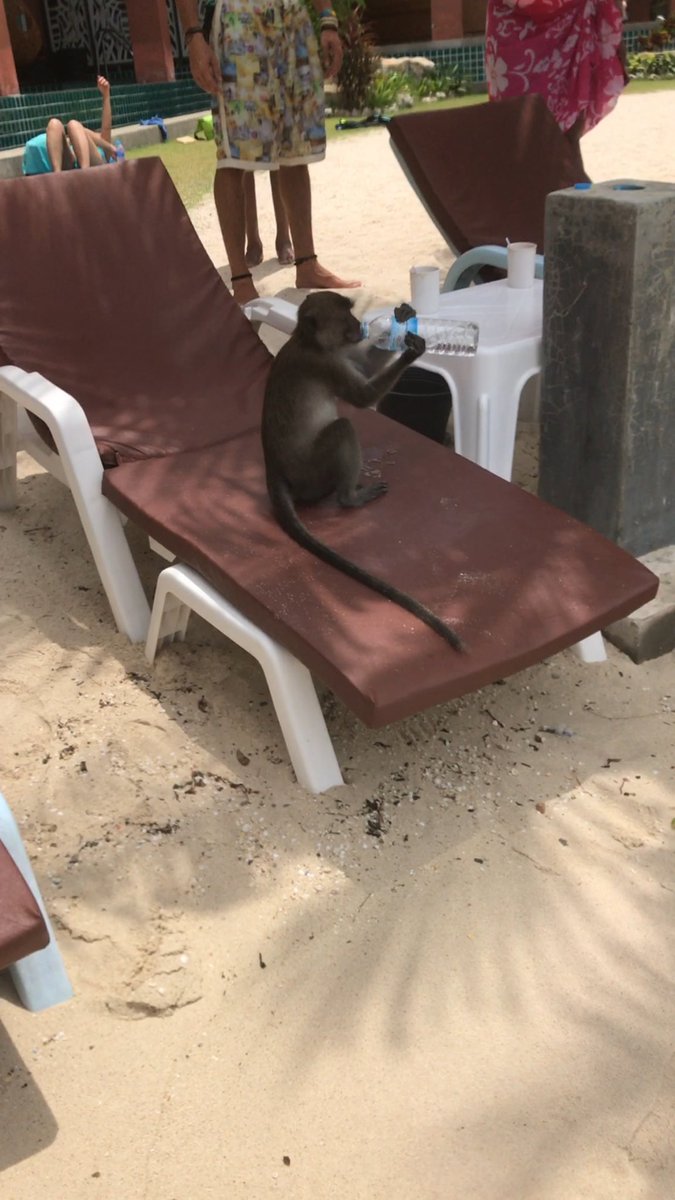 Lady_Kat16's tweet photo. And another monkey drinking from a water bottle. #Phuket #Thailand #Monkeys https://t.co/m03ipYWpGi