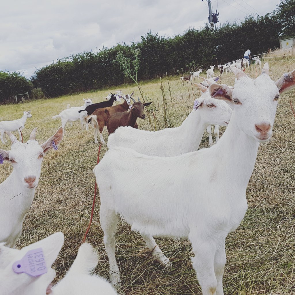 bluehariedchef's tweet photo. Fun morning playing with the kids @CotswoldKidMeat #freshfromthefarm #localproduce #cutebutstillgoingtoeatit https://t.co/pyJYi9L2ob