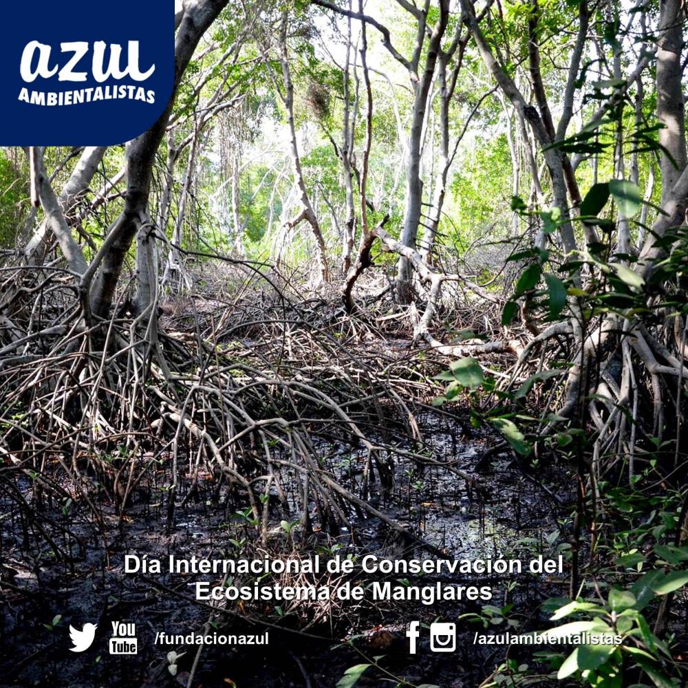 [#DíaDeLosManglares] Los Manglares protegen al suelo de la erosión y eventos naturales extremos → wp.me/P85o72-2Dk