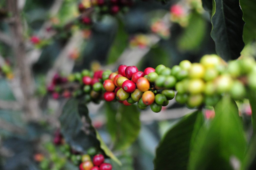PerfectDailyG's tweet photo. From bean to cup - exploring the #coffee chain in #Colombia https://t.co/XVlLZoDhda via @STcom #coffee #specialtycoffee https://t.co/StgPthmRSV