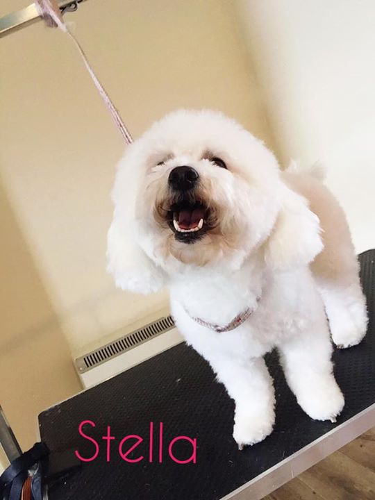 amazinganimalUK's tweet photo. The girls look like little clouds after their blowdrys😍 #dog #cute #doggrooming #doggroominghull #mrpinks #mrpinkshull #Bichonfrise #hull https://t.co/QYkVgF979G