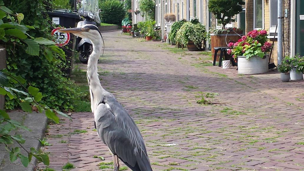 De #natuur is zo dicht bij in #Overschie