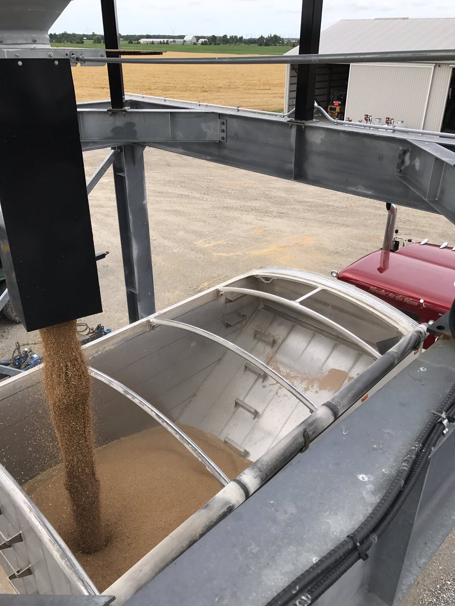 Beauty load of Branson wheat heading to <a href="/ThompsonsGrain/">The Andersons Canada</a> in Rodney.  #peterbilt #titanthinwall #LFMattice