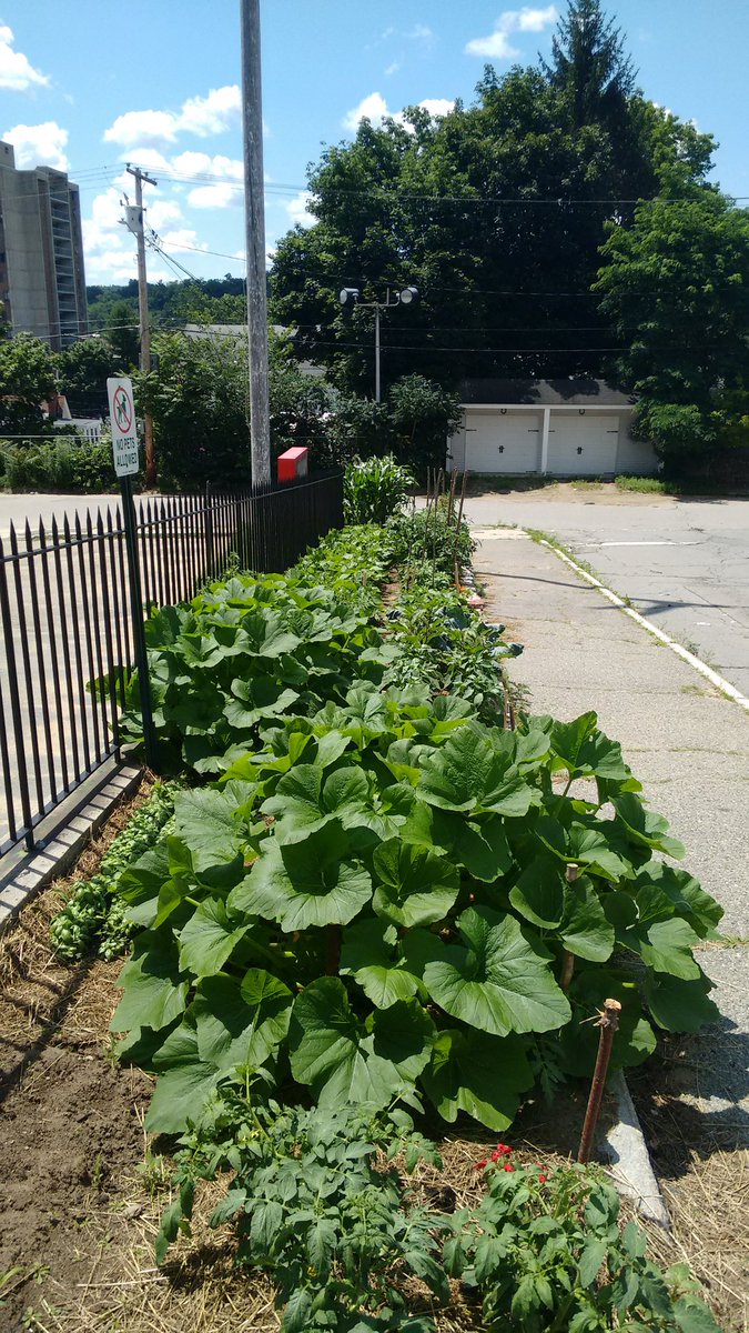 LongsjoMS's tweet photo. Thank you Mr. Maynard and students for the wonderful Longsjo garden...looks great! https://t.co/yQQxhRTz7t
