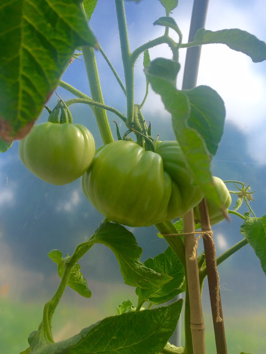 rguGoGreen's tweet photo. A Go Green, green tomato! #growyourown #RGUGoGreen https://t.co/yXBIFv0s3b