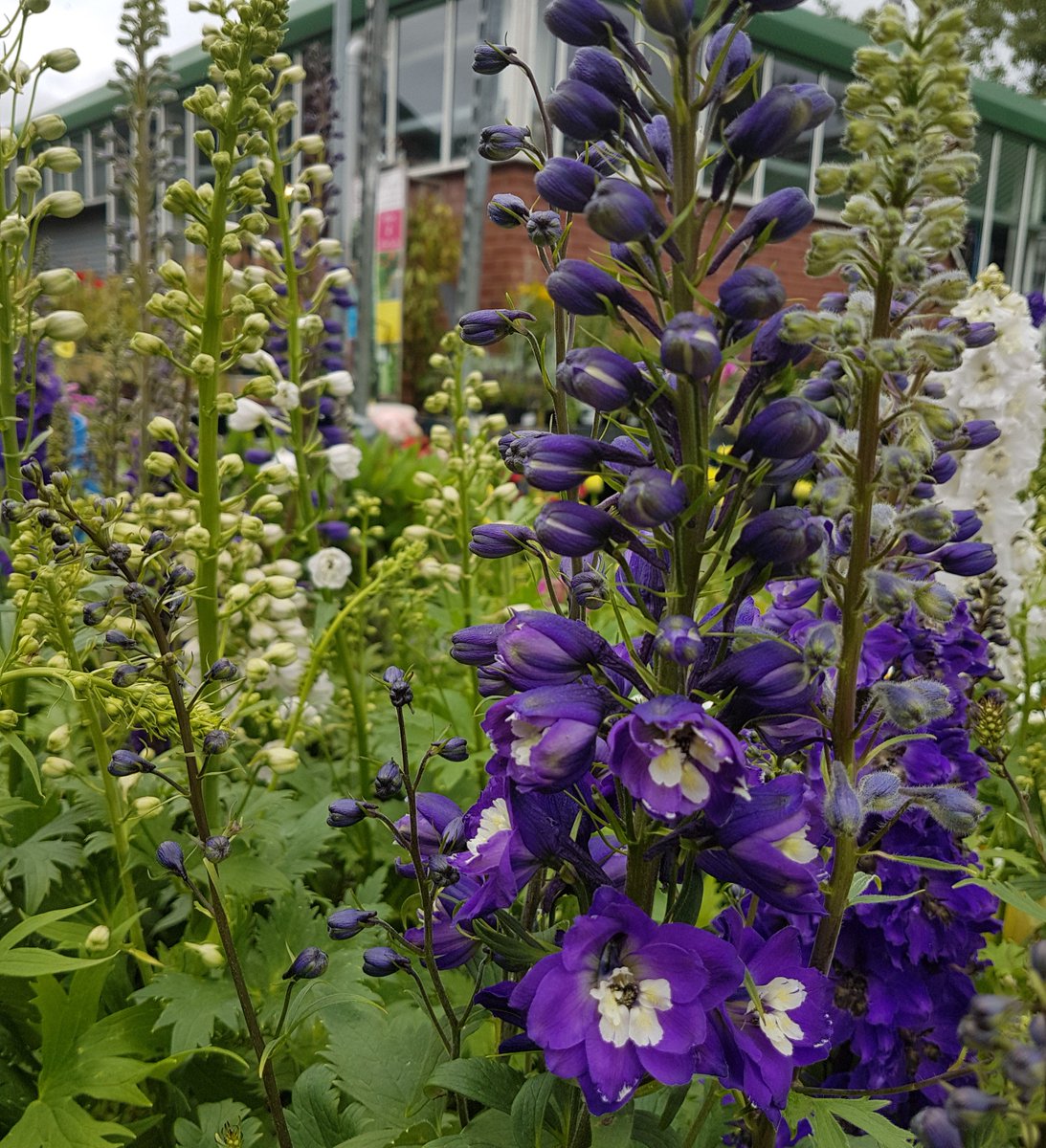 A tip for The Flower Border in July:
Prune back Geraniums, Delphiniums and Lupins for a second flush of flowers later in the year #Gardening