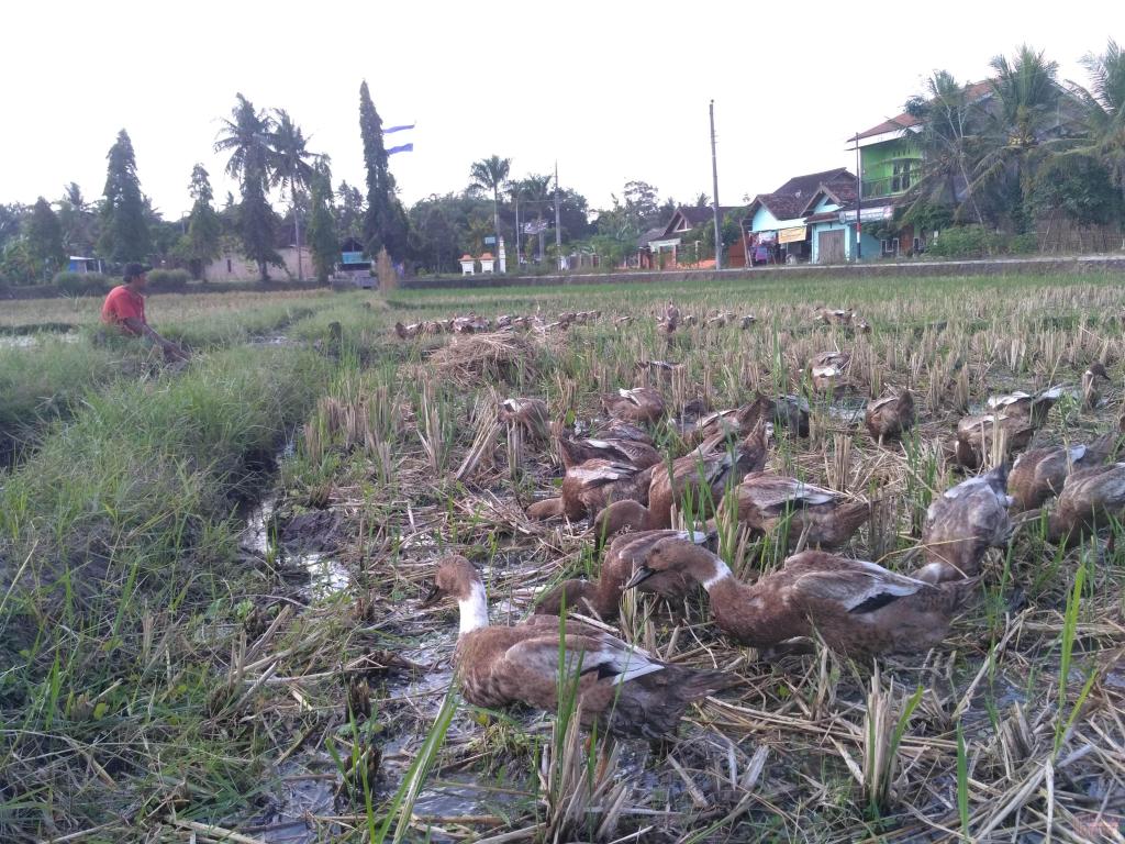 cendananews's tweet photo. Peternak Bebek di Bantul Punya Cara Hemat Pakan https://t.co/jdaPCBOwSf https://t.co/rbYvJULt0W