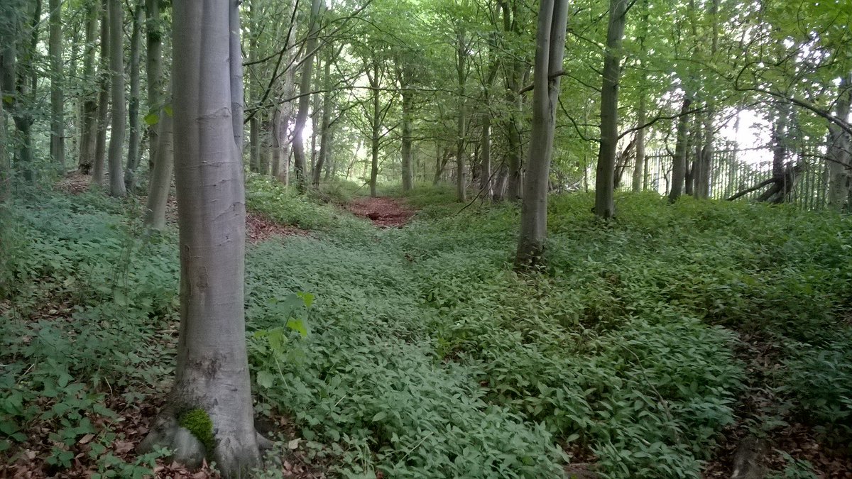 CE_Pea's tweet photo. Finding plenty of badger evidence in some nice woodland in Nottingham #PAASvy https://t.co/kvSUNxbAlZ