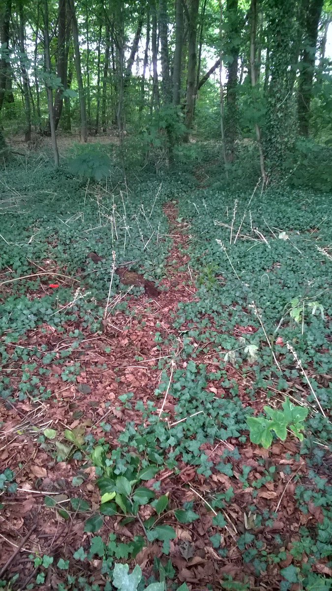 CE_Pea's tweet photo. Finding plenty of badger evidence in some nice woodland in Nottingham #PAASvy https://t.co/kvSUNxbAlZ